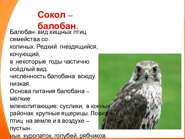 Сокол –балобан. Балобан- вид хищных птиц семейства со- колиных. Редкий