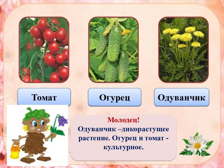 Верно Одуванчик Молодец! Одуванчик –дикорастущее растение. Огурец и томат - культурное. Неверно Томат Неверно Огурец