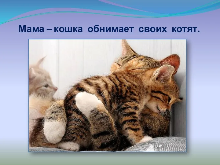 Мама – кошка обнимает своих котят.