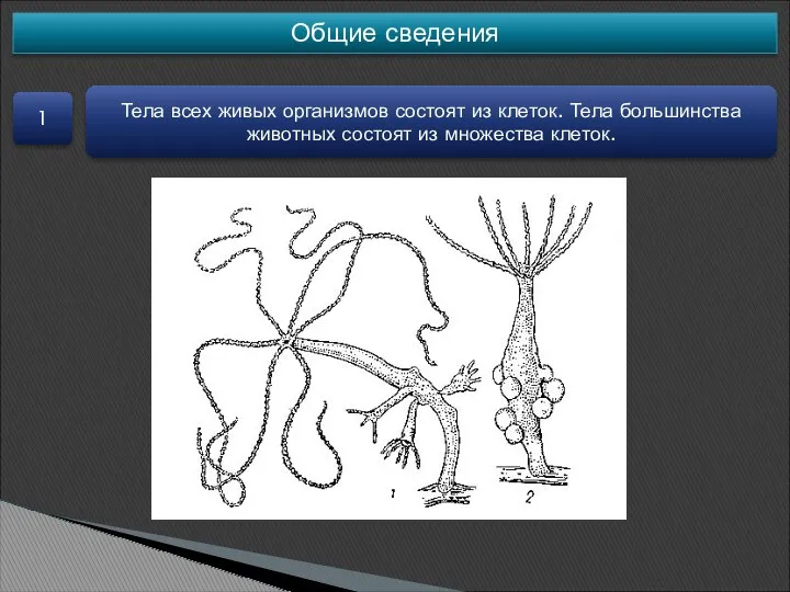 Общие сведения 1 Тела всех живых организмов состоят из клеток. Тела большинства животных