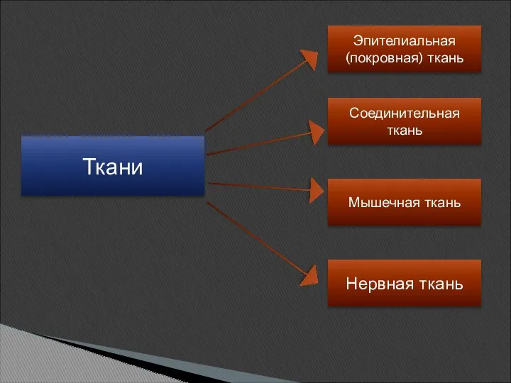 Эпителиальная (покровная) ткань Соединительная ткань Мышечная ткань Нервная ткань Ткани