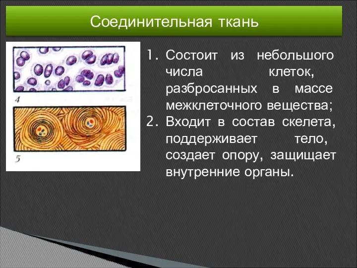 Соединительная ткань Состоит из небольшого числа клеток, разбросанных в массе