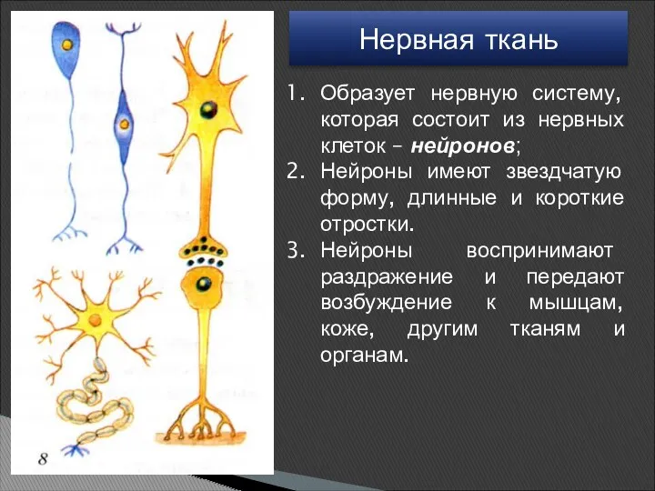 Нервная ткань Образует нервную систему, которая состоит из нервных клеток – нейронов; Нейроны