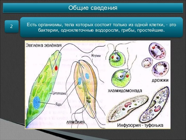 Общие сведения 2 Есть организмы, тела которых состоит только из