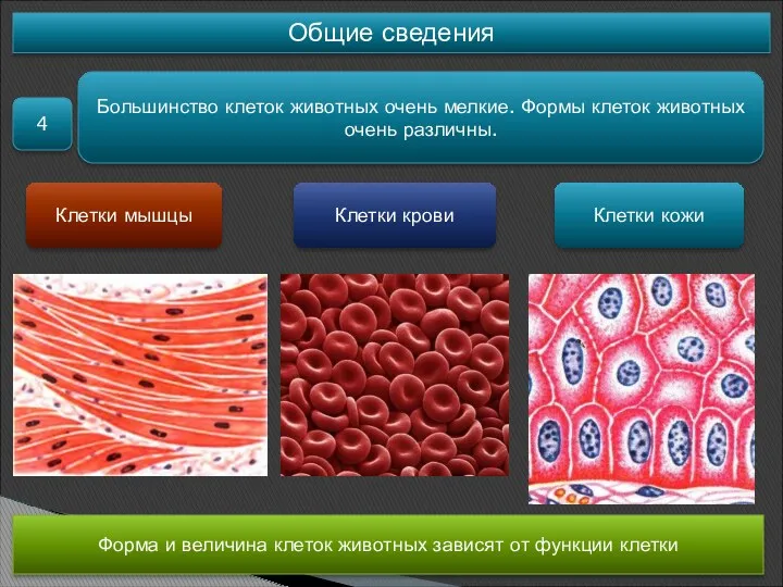 Общие сведения 4 Большинство клеток животных очень мелкие. Формы клеток