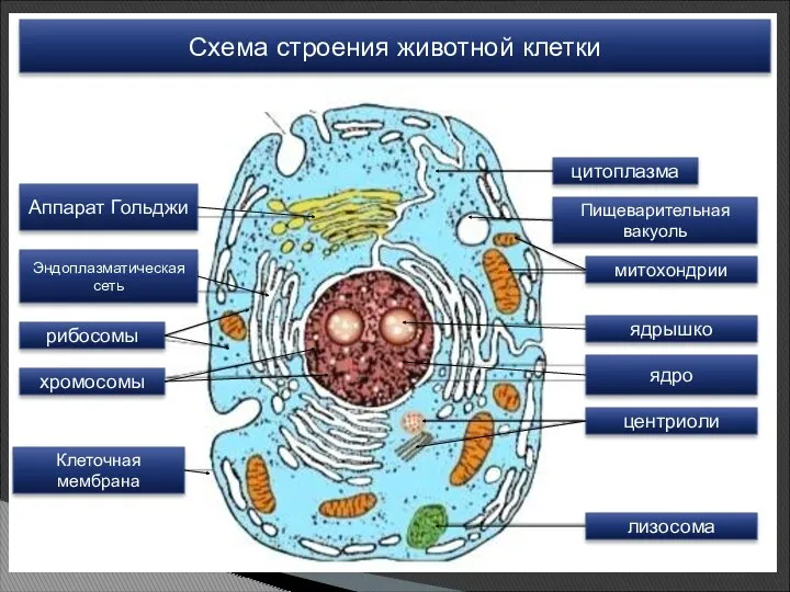 цитоплазма митохондрии хромосомы рибосомы Эндоплазматическая сеть Аппарат Гольджи ядрышко Клеточная