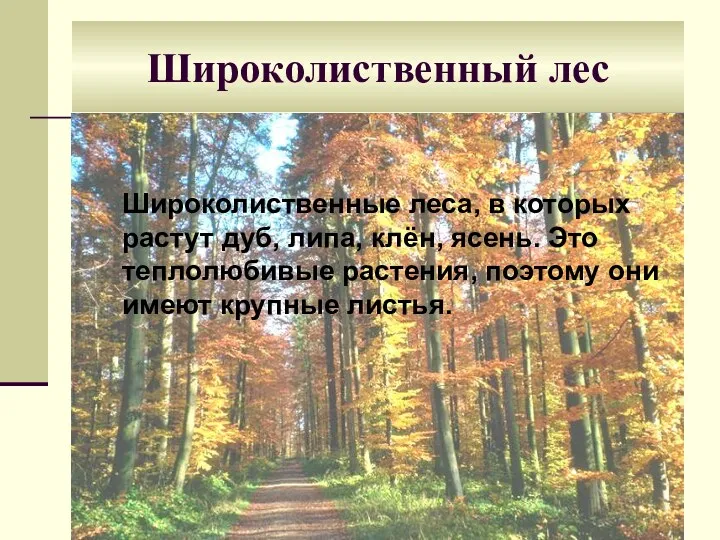 Широколиственный лес Широколиственные леса, в которых растут дуб, липа, клён,