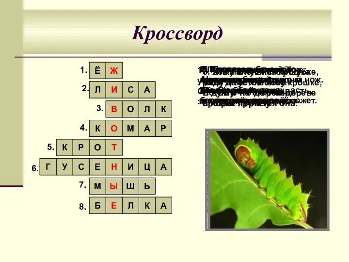 Кроссворд 1. Лесом катится клубок, у него колючий бок. Он