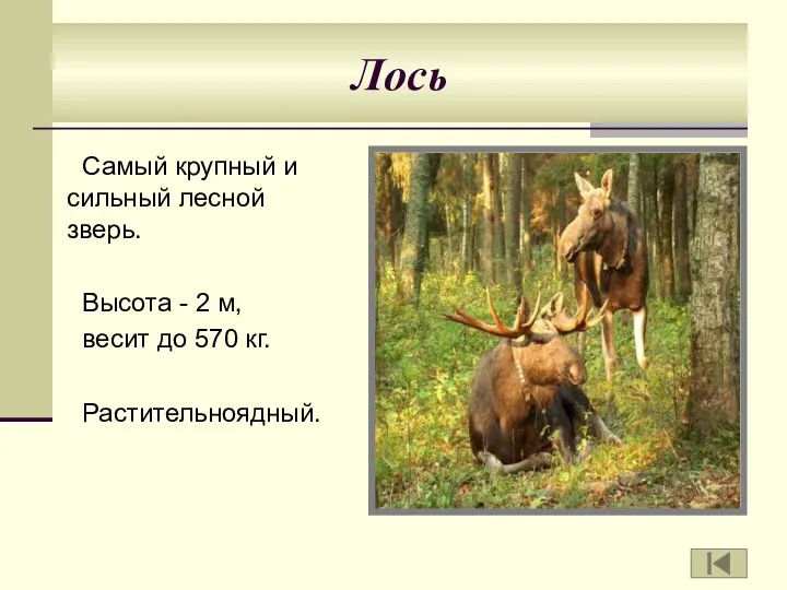 Лось Самый крупный и сильный лесной зверь. Высота - 2 м, весит до 570 кг. Растительноядный.