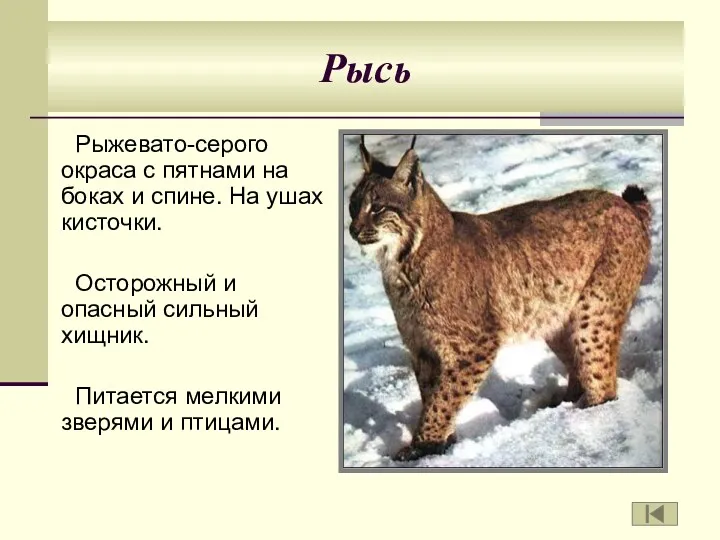 Рысь Рыжевато-серого окраса с пятнами на боках и спине. На ушах кисточки. Осторожный