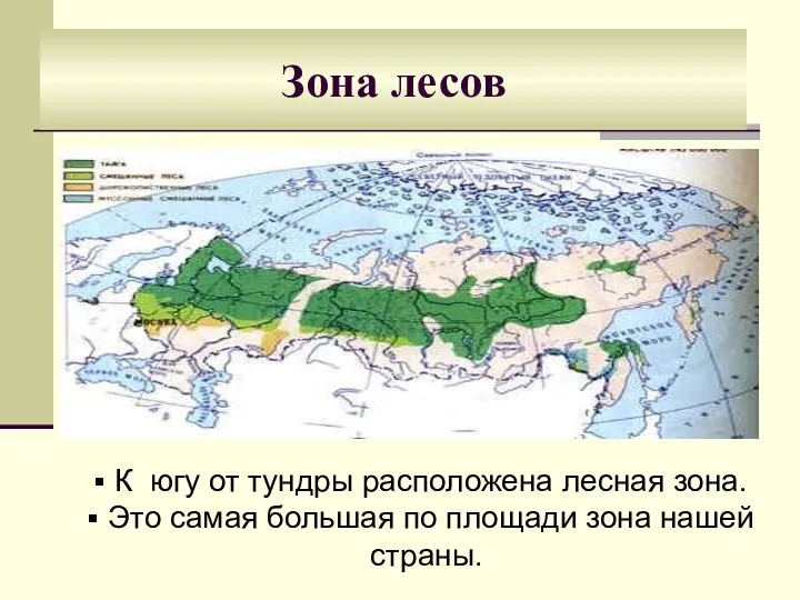 Зона лесов Зона лесов К югу от тундры расположена лесная зона. Это самая