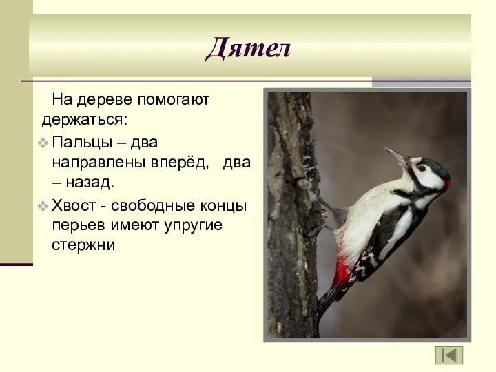 Дятел На дереве помогают держаться: Пальцы – два направлены вперёд,