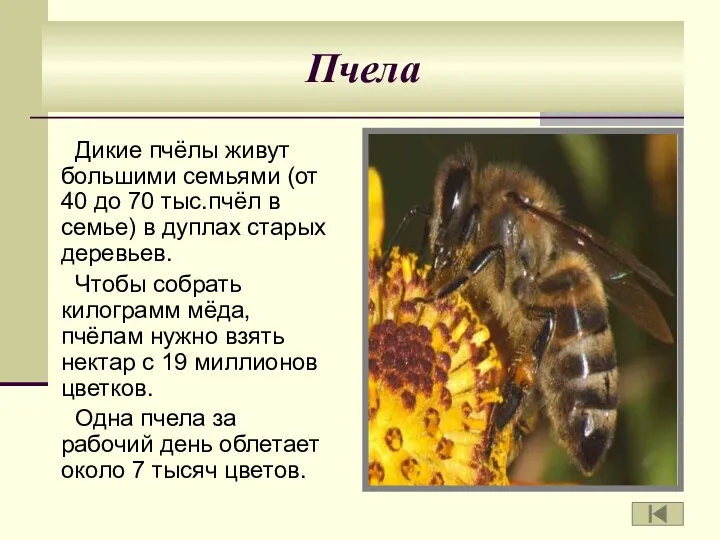 Пчела Дикие пчёлы живут большими семьями (от 40 до 70 тыс.пчёл в семье)