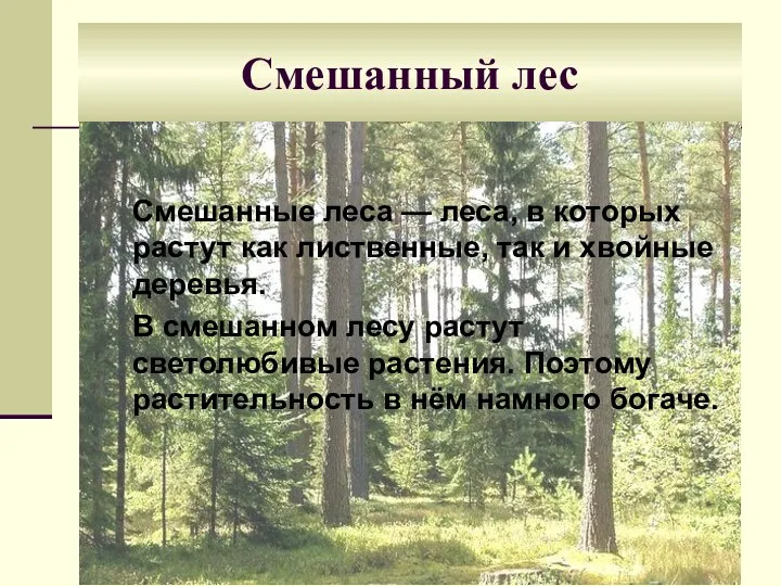 Смешанные леса — леса, в которых растут как лиственные, так и хвойные деревья.