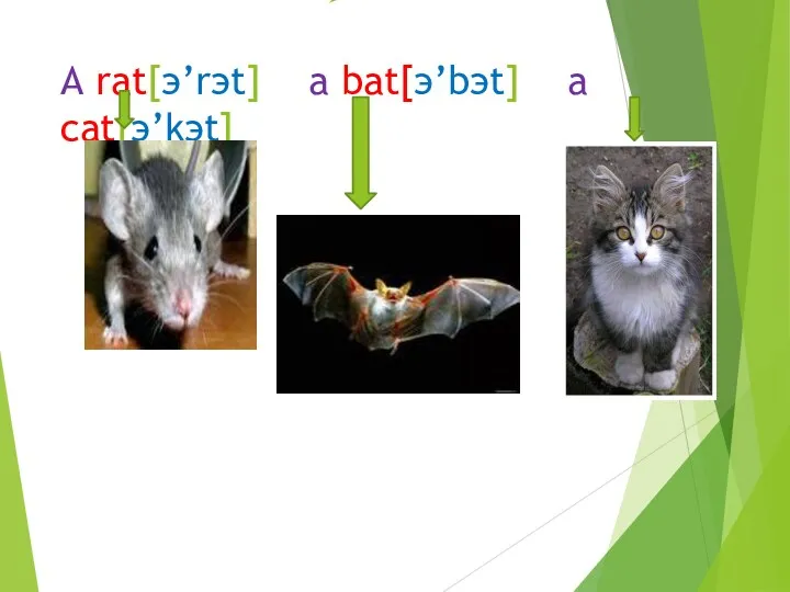 A rat[э’rэt] a bat[э’bэt] a cat[э’kэt]