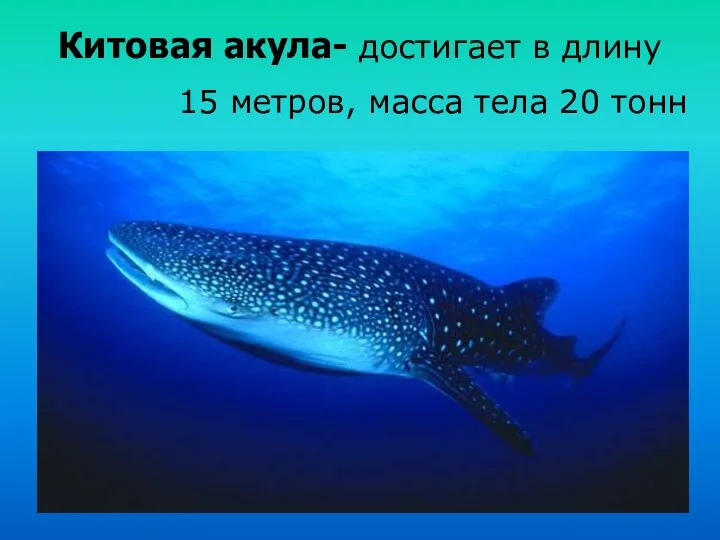 Китовая акула- достигает в длину 15 метров, масса тела 20 тонн