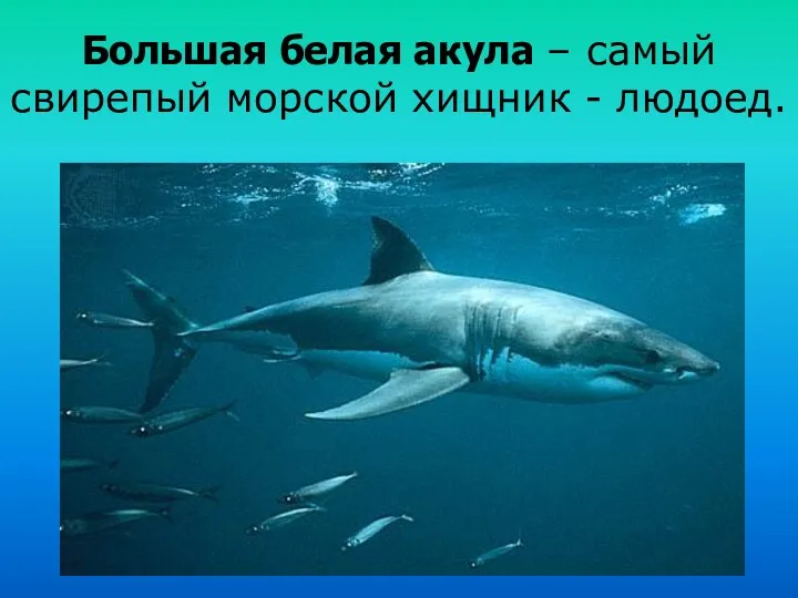 Большая белая акула – самый свирепый морской хищник - людоед.