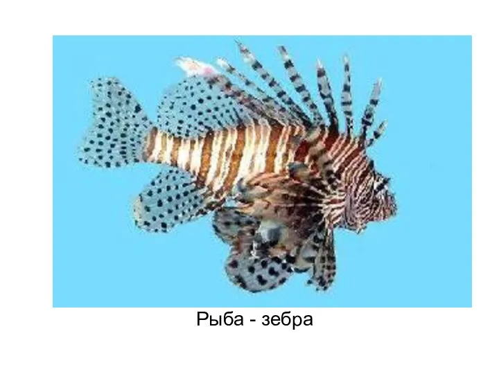 Рыба - зебра