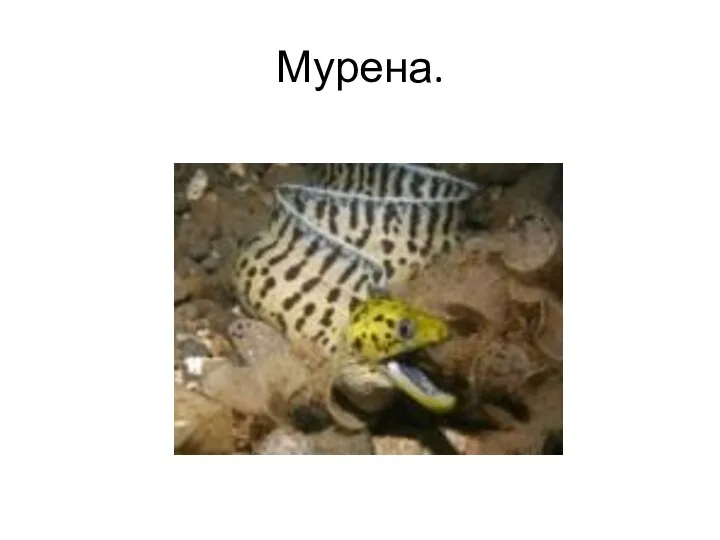 Мурена.