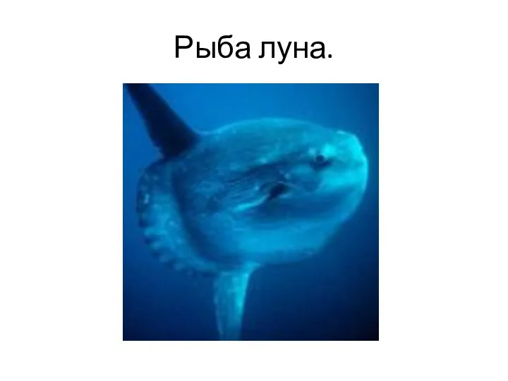 Рыба луна.