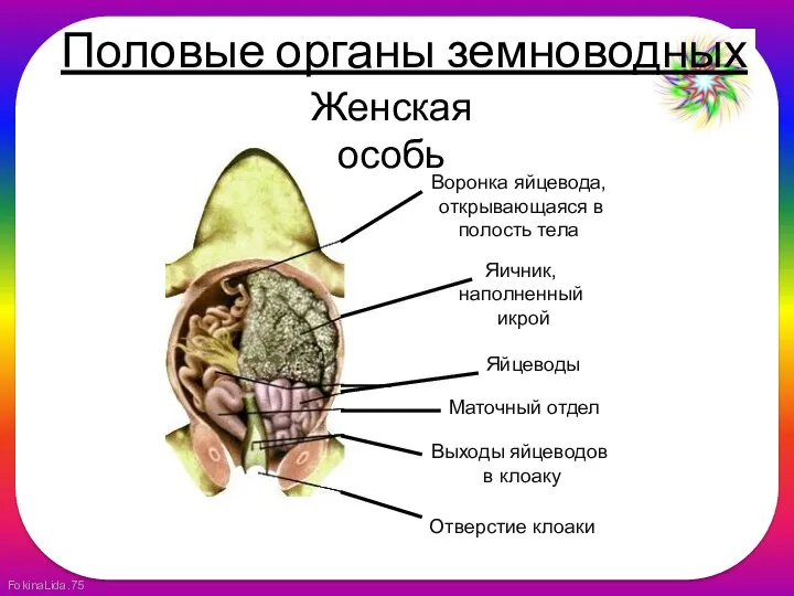 Женская особь Воронка яйцевода, открывающаяся в полость тела Яичник, наполненный