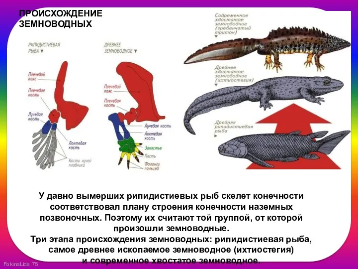 ПРОИСХОЖДЕНИЕ ЗЕМНОВОДНЫХ У давно вымерших рипидистиевых рыб скелет конечности соответствовал