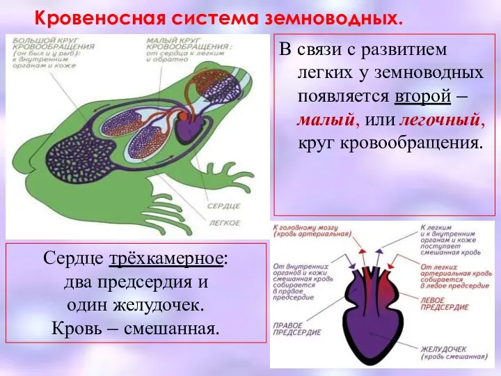 Кровеносная система земноводных. В связи с развитием легких у земноводных