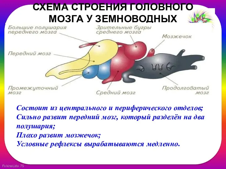 СХЕМА СТРОЕНИЯ ГОЛОВНОГО МОЗГА У ЗЕМНОВОДНЫХ Состоит из центрального и