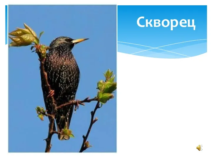 Скворец