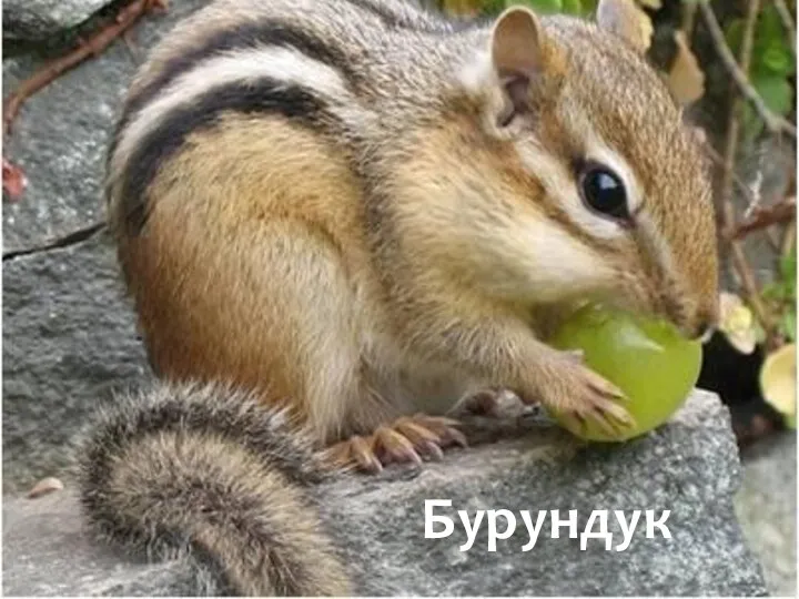 Бурундук