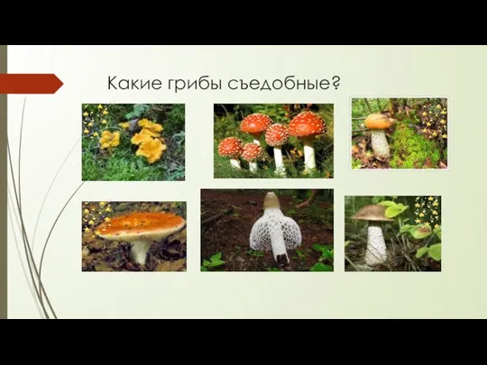 Какие грибы съедобные?