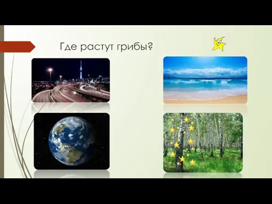 Где растут грибы?