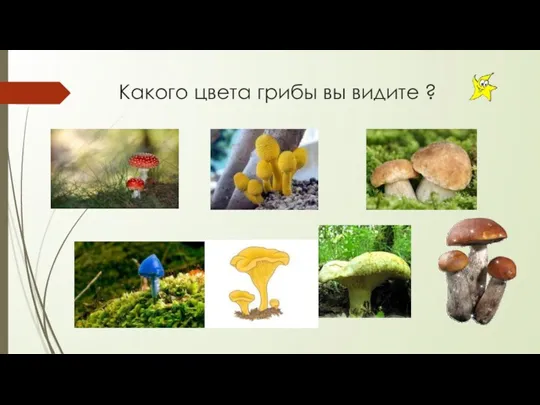 Какого цвета грибы вы видите ?