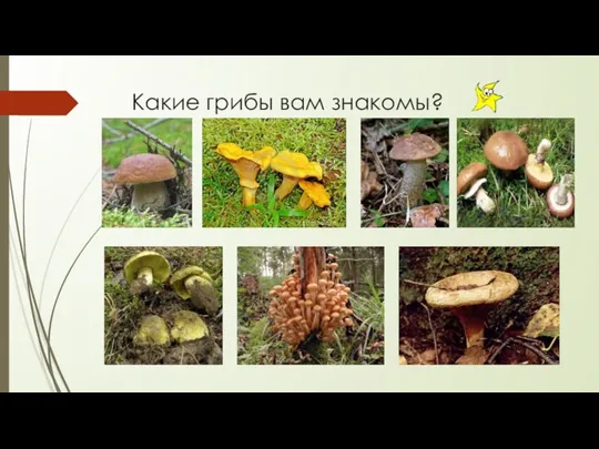 Какие грибы вам знакомы?