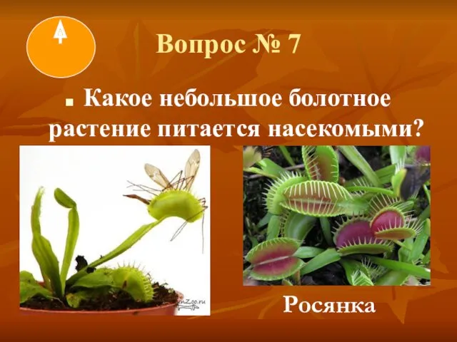 Вопрос № 7 Какое небольшое болотное растение питается насекомыми? Росянка