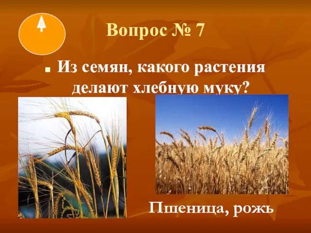 Вопрос № 7 Из семян, какого растения делают хлебную муку? Пшеница, рожь