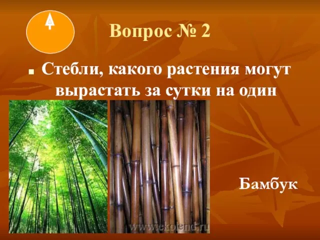 Вопрос № 2 Стебли, какого растения могут вырастать за сутки на один метр? Бамбук