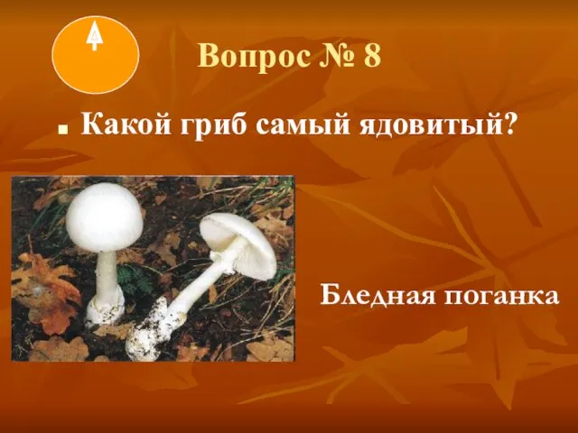 Вопрос № 8 Какой гриб самый ядовитый? Бледная поганка