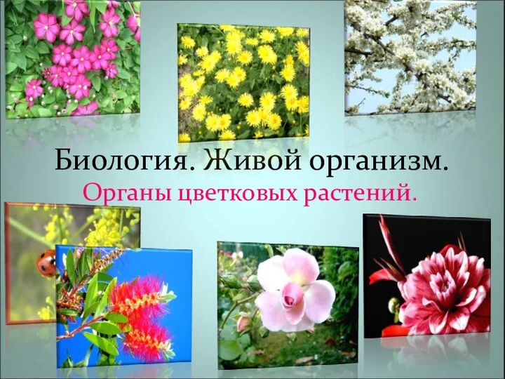 Презентация к уроку по биологии Цветок 6 класс