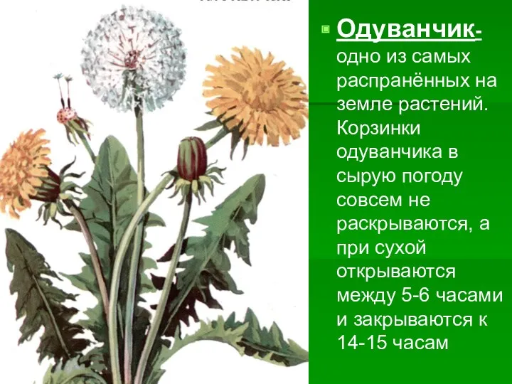 Одуванчик-одно из самых распранённых на земле растений. Корзинки одуванчика в