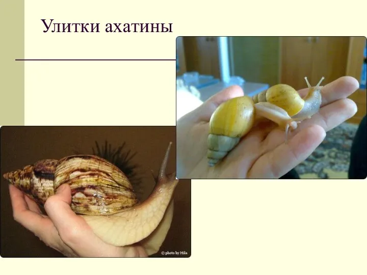 Улитки ахатины