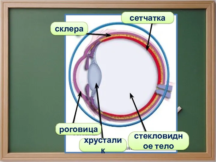 сетчатка склера роговица хрусталик стекловидное тело