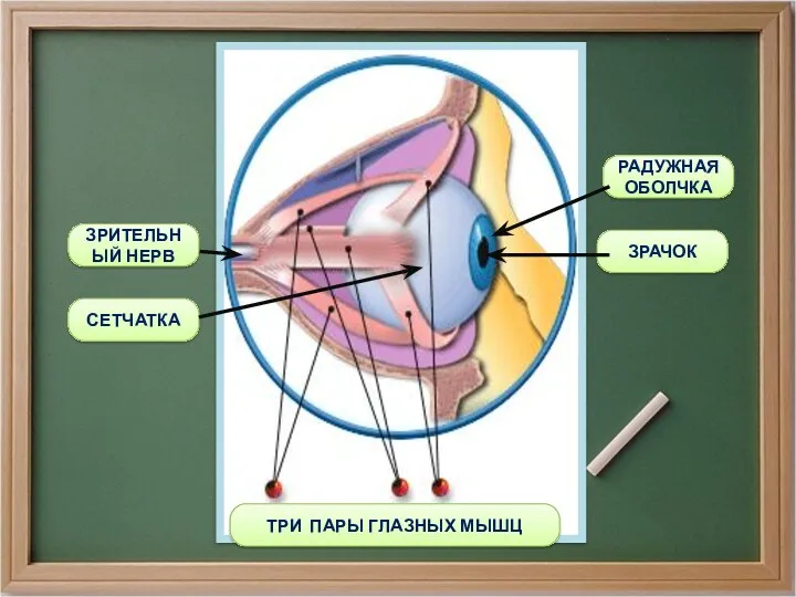 ТРИ ПАРЫ ГЛАЗНЫХ МЫШЦ РАДУЖНАЯ ОБОЛЧКА ЗРАЧОК СЕТЧАТКА ЗРИТЕЛЬНЫЙ НЕРВ