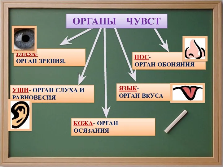 ГЛАЗА- ОРГАН ЗРЕНИЯ. УШИ- ОРГАН СЛУХА И РАВНОВЕСИЯ ЯЗЫК- ОРГАН