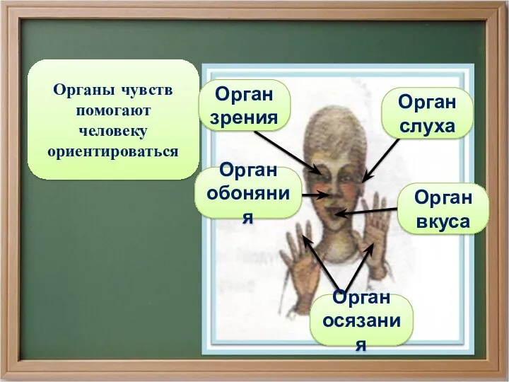 Органы чувств помогают человеку ориентироваться Орган осязания Орган обоняния Орган слуха Орган вкуса Орган зрения