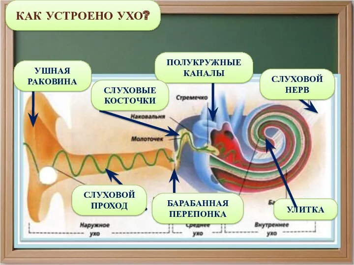 КАК УСТРОЕНО УХО? УЛИТКА СЛУХОВОЙ НЕРВ ПОЛУКРУЖНЫЕ КАНАЛЫ БАРАБАННАЯ ПЕРЕПОНКА СЛУХОВОЙ ПРОХОД УШНАЯ РАКОВИНА СЛУХОВЫЕ КОСТОЧКИ