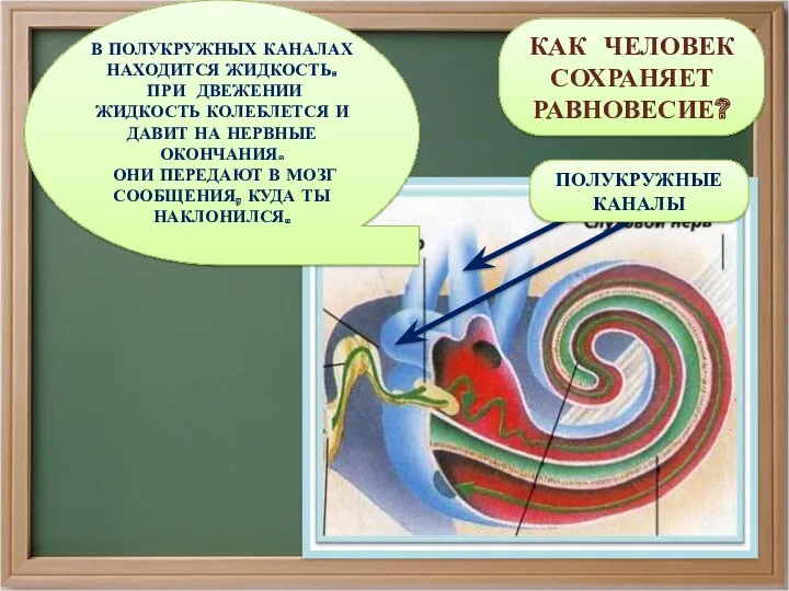 КАК ЧЕЛОВЕК СОХРАНЯЕТ РАВНОВЕСИЕ? ПОЛУКРУЖНЫЕ КАНАЛЫ В ПОЛУКРУЖНЫХ КАНАЛАХ НАХОДИТСЯ