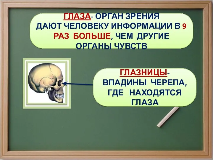 ГЛАЗА- ОРГАН ЗРЕНИЯ ДАЮТ ЧЕЛОВЕКУ ИНФОРМАЦИИ В 9 РАЗ БОЛЬШЕ,