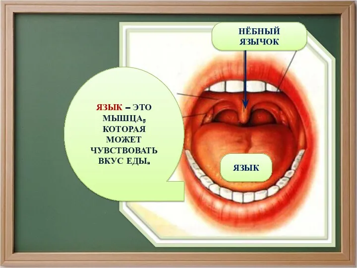 ЯЗЫК – ЭТО МЫШЦА, КОТОРАЯ МОЖЕТ ЧУВСТВОВАТЬ ВКУС ЕДЫ. ЯЗЫК НЁБНЫЙ ЯЗЫЧОК