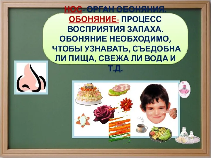 НОС- ОРГАН ОБОНЯНИЯ. ОБОНЯНИЕ- ПРОЦЕСС ВОСПРИЯТИЯ ЗАПАХА. ОБОНЯНИЕ НЕОБХОДИМО, ЧТОБЫ